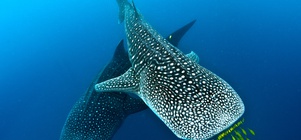 Offer March / April 2023 : Baobab Treehouse, Scuba diving & optional Whale shark excursion