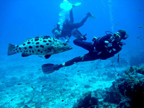 PADI scuba diving at mafia island