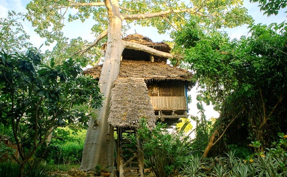 Treehouse Nne